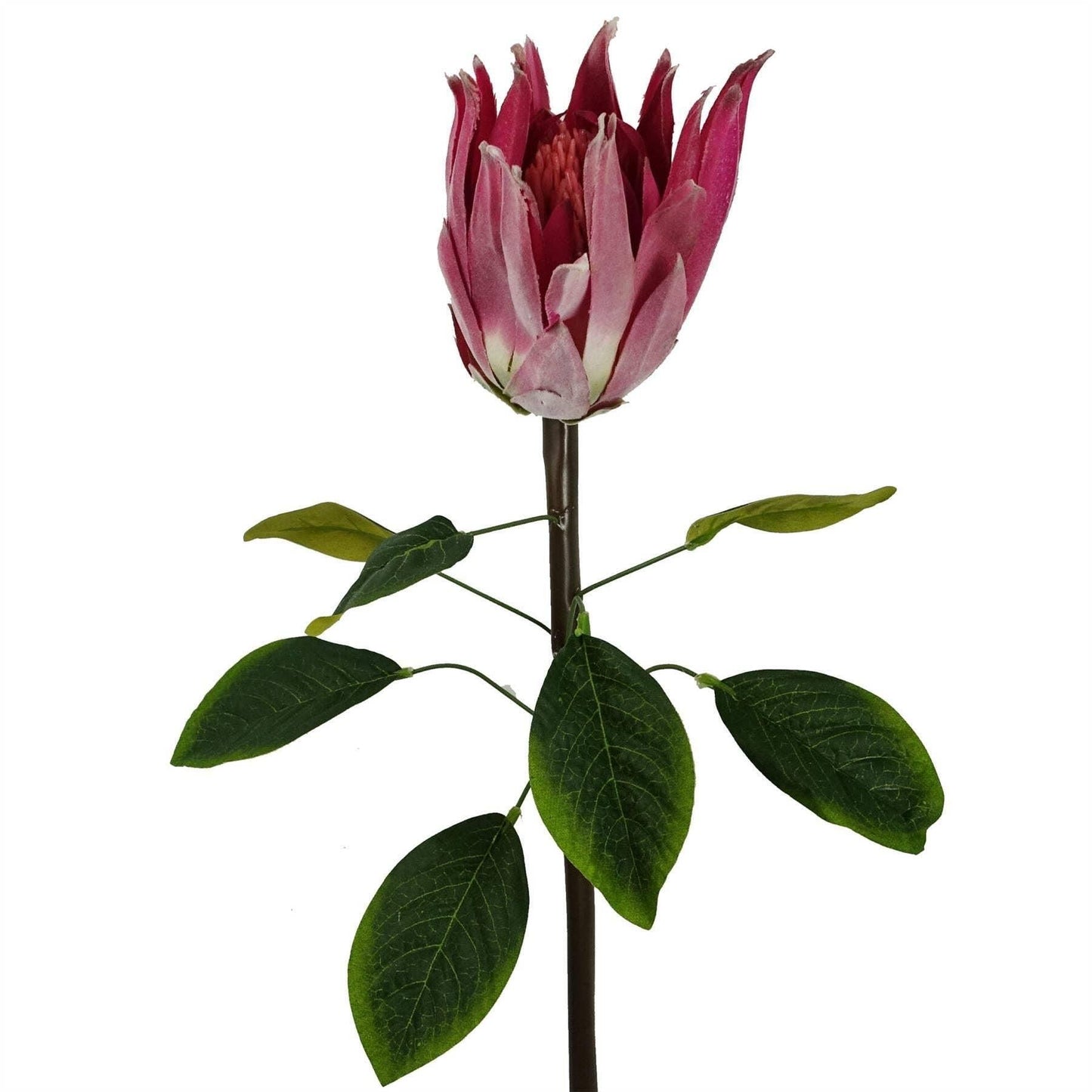 65cm Protea Sugarbush Flower Single Stem - Pink