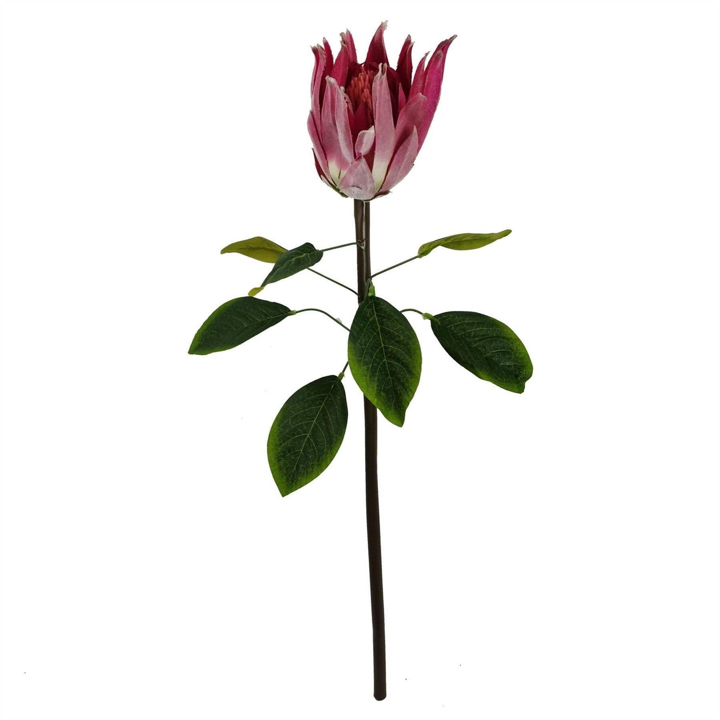 65cm Protea Sugarbush Flower Single Stem - Pink