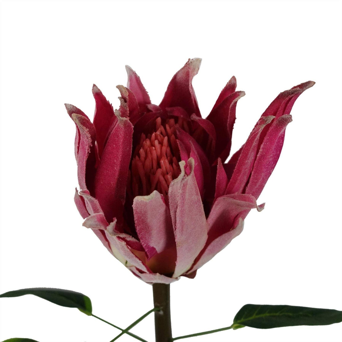 65cm Protea Sugarbush Flower Single Stem - Pink