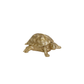 Ornament - Turtle Box - Polyresin -  Gold - 15.5x13.5x7.5cm