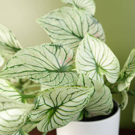 Artificial Trailing Plant Variegated Potted Alocasia