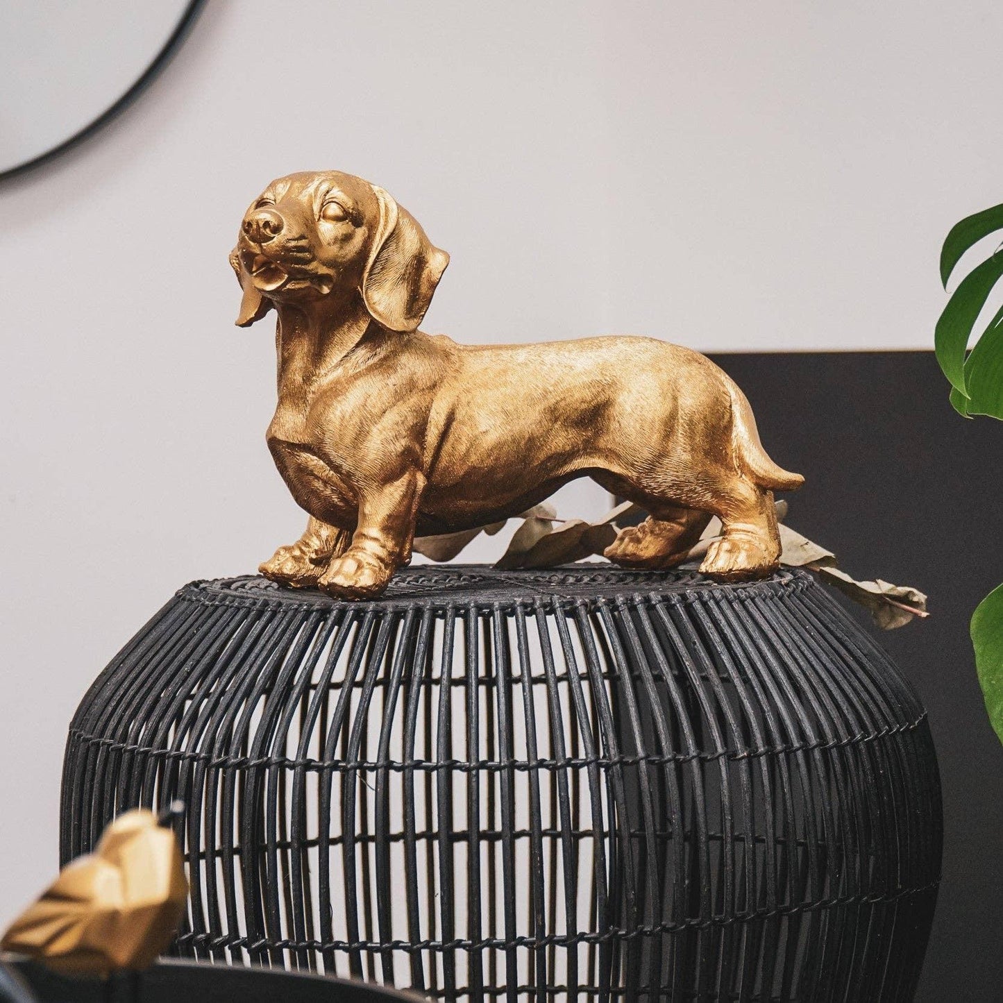 Gold  Dachshund