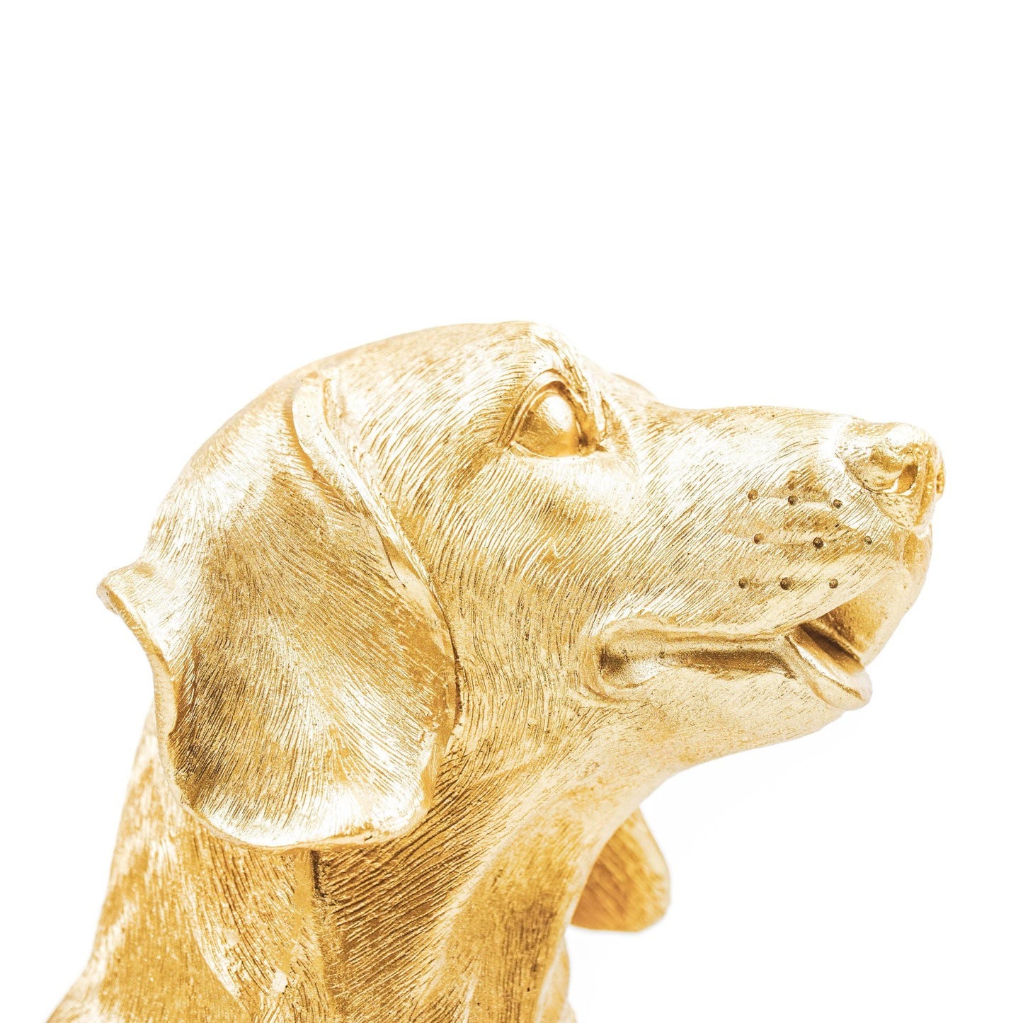 Gold  Dachshund