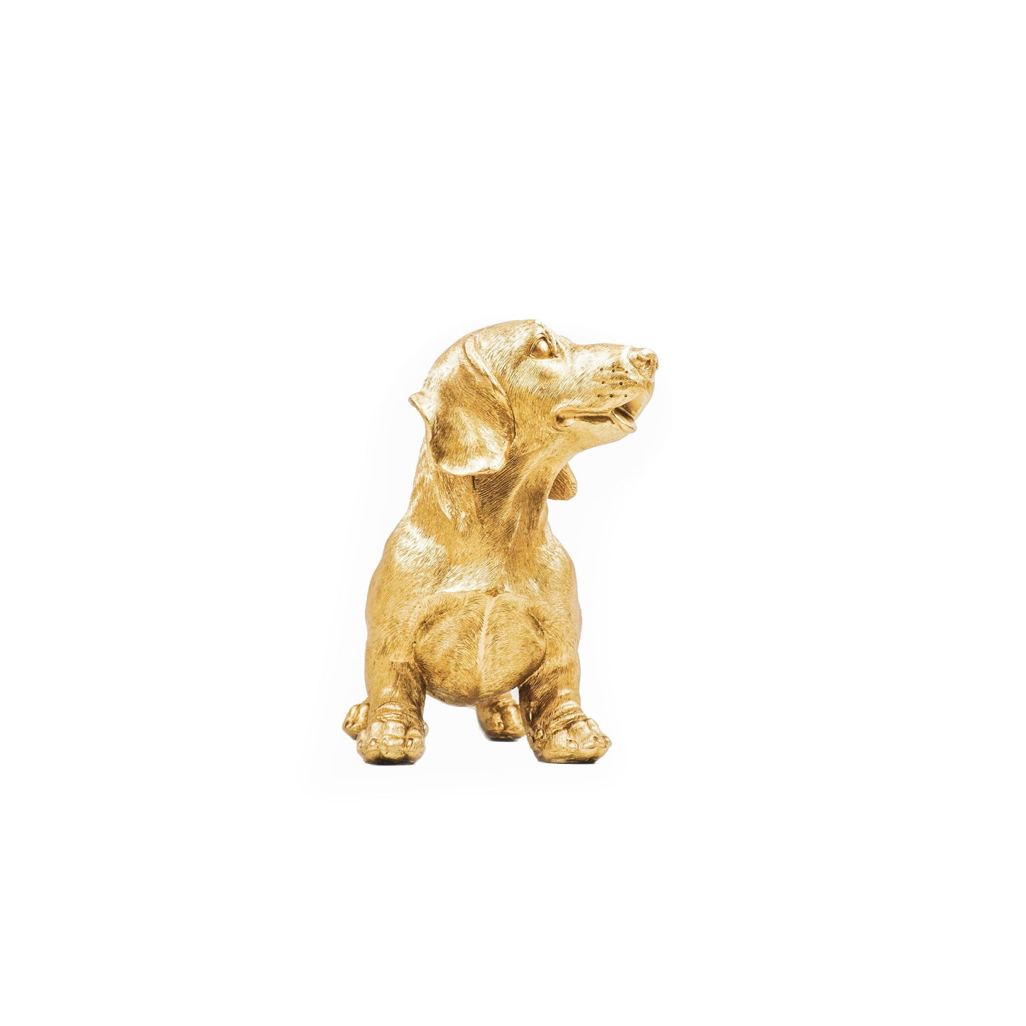 Gold  Dachshund