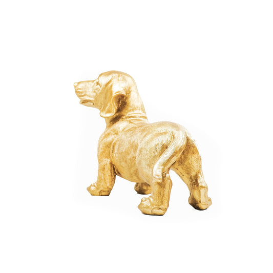 Gold  Dachshund